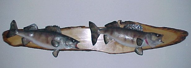 Trophy Walleye