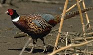 Pheasant